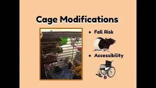 Cage Modifications for Old or Sick Rats
