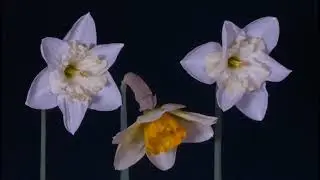 Расслабляющая музыка| Calm music| Beauty of nature| GABRIEL MIZUNAKA