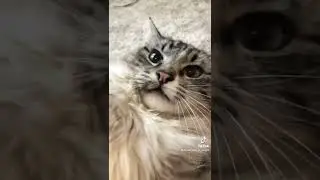 Cute Cat Attacks Camera!!! (Wait For It) 😹😹😹#cat #funny