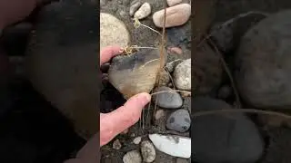 We Found An INCREDIBLE Waterline AGATE 💎💎💎