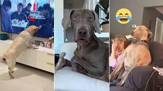 Собаки сходят с ума на телешоу 🐶🤣 Самые милые и смешные реакции