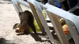 Waschb&auml;r klaut am Strand Essen - Hotel Grand Palladium Resort Riviera Maya Kantenah Yucatan Mexiko