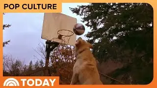Another &lsquo;Air Bud&rsquo; Is in the Works! Here Are the Details