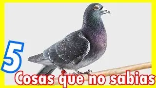 5 CURIOSIDADES SOBRE LAS PALOMAS