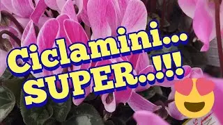 How to have SUPER cyclamen!!!🌷