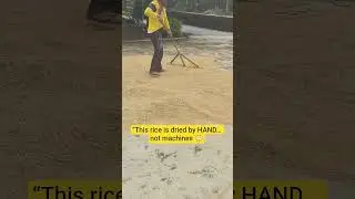 &ldquo;This rice is dried by HAND&hellip; not machines 😳 #rurallife #farming #farming #ricefarming #ricefarm