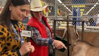 #RoadToTheRoyal: Champion Goat Milking