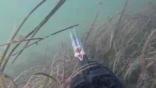 Branzino in laguna veneta