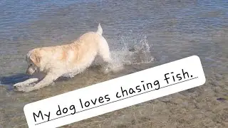 Dog chasing fish.