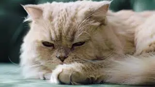 Persian Cat History - Persian Cat Documentary (Part 1)
