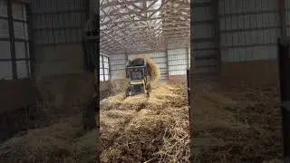 Bedding the dry cow barn #farm #country #farmer #farming #barn #cold #cow #pregnantcow #straw