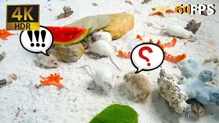 LOL Mouse TV 😹: Mystery Mice and Missing Treats | 4K HDR