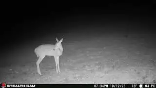 10 12 2025 Post Sunset Magic Whitetail Deer in Golden Light on the Homestead