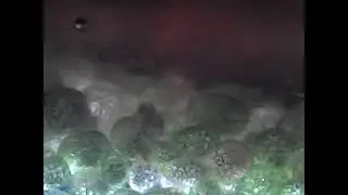 Watermeal Hellscape