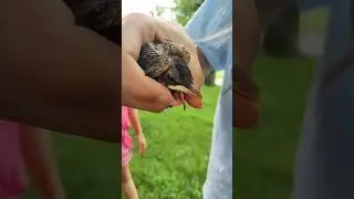 we found a baby bird 🐦❤️ (we found its nest and it's with it's mom)