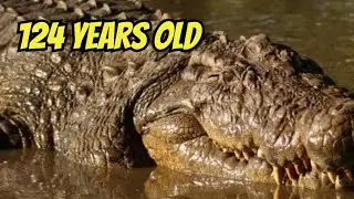 The 124-Year-Old Crocodile
