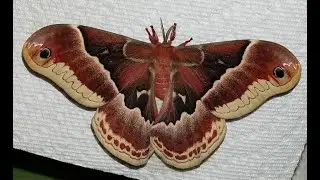 Moth Pheromones WORK!