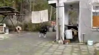 Bobrowniki - 