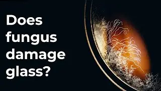 Does fungus damage glass?