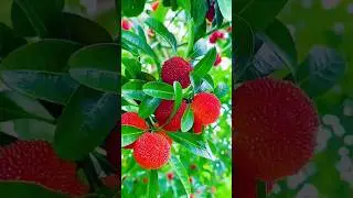 Mixed Fruits #mixedfruits #newsong #love #song #music #fruit #nature #lifeisbutadream