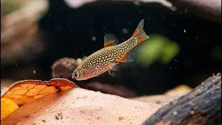 L'aquarium idéal pour Rasbora Galaxy : Simple, naturel, Efficace !