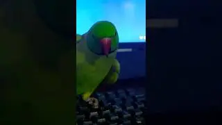 very cute talking parrot 🦜 #parrot #talkingparrot #birdtalking #parrotbehavior #bird