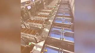 A unique look inside a fully automated Sunkist lemon 🍋 packing house @packlinetech