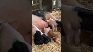 OC Fair! BABY Pigs, Crazy Rides, Extreme Food! #animals #rides #fair #oc #food #treats #fun