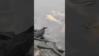 Amazing Green Heron Feeding Frenzy: Hatchling Devours Fish Using Bread!