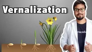 Vernalization || FLC gene || devernalization