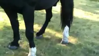 Horse lameness. 'fused' fetlock ankylosis