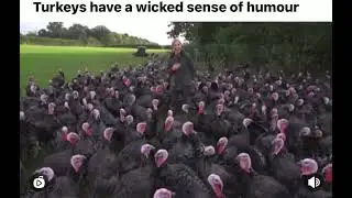 Turkey Have A Wicked Sense Of Humour #shorts #comedy