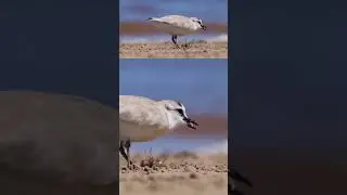 Plover Eats Crab