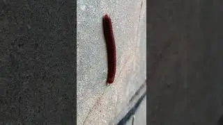 Do Millipedes Really Have 1,000 Legs  #Millipede #AnimalFacts #Wildlife