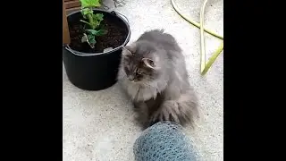 Frisch gesetzte Pflanzen vor Kater mit selbstgebautem Drahtkorb  sch&uuml;tzen selbermachen DIY