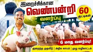 இறைச்சிக்கான வெண்பன்றி வளர்ப்பு |White Pig Farming Business|60 குட்டிகள் 6 மாத வளர்ப்பு|Siva Arun Tv