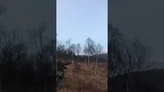 Hunting Poodle - RRT Dummy Launcher