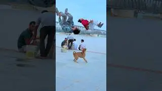 Dog 😭🐶is best friend 🤣of funny video 😰#viraljump #dogclothes #dogapparel #animals #youtube