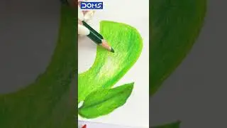 Create Realistic Art with DOMS Colour Pencils | 24 Stunning Shades