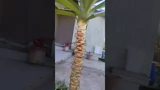 con esto sale para el mandado!! mi gente