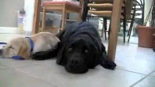 Puppy In Training TV - Ep2 - Take Your Dog To Work
