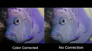 The Power of Color Correction: How Color Correction Transforms Underwater Videos #dubai