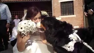 Video del matrimonio dal punto di vista del cane Wedding Dog Sitter