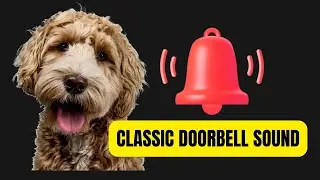 Classic Door Bell Sound for Dogs | Pets Love it | Prank Your Dog