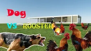 Dog Vs Rooster Fighting | Hen Vs Dog Fighting Video | Rooster Hard Fighting With Dog | Word Natures