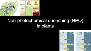 How Plants Prevent Sunburn: Non-Photochemical Quenching & the Xanthophyll Cycle Explained