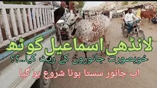 #Landhi #Ismaiel #Goth #Saste #Saste Janwar Kahan milen he #Kon Se jagh k Janwar Saste hen