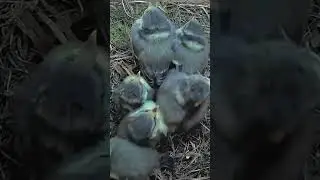 Blue tit chicks 🐥 in the nest 🪹 #nature #babybird #birdlife