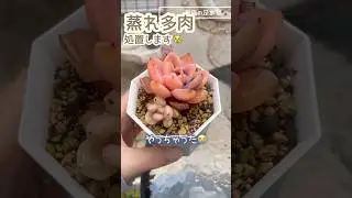 #蒸れ多肉#多肉植物 #多肉の緊急手術 #succulent#多肉が蒸れたら#ジュレ多肉