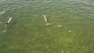 Fred Howard park florida dolphins DJI 3 mini pro 4K Septmeber 24th 2025